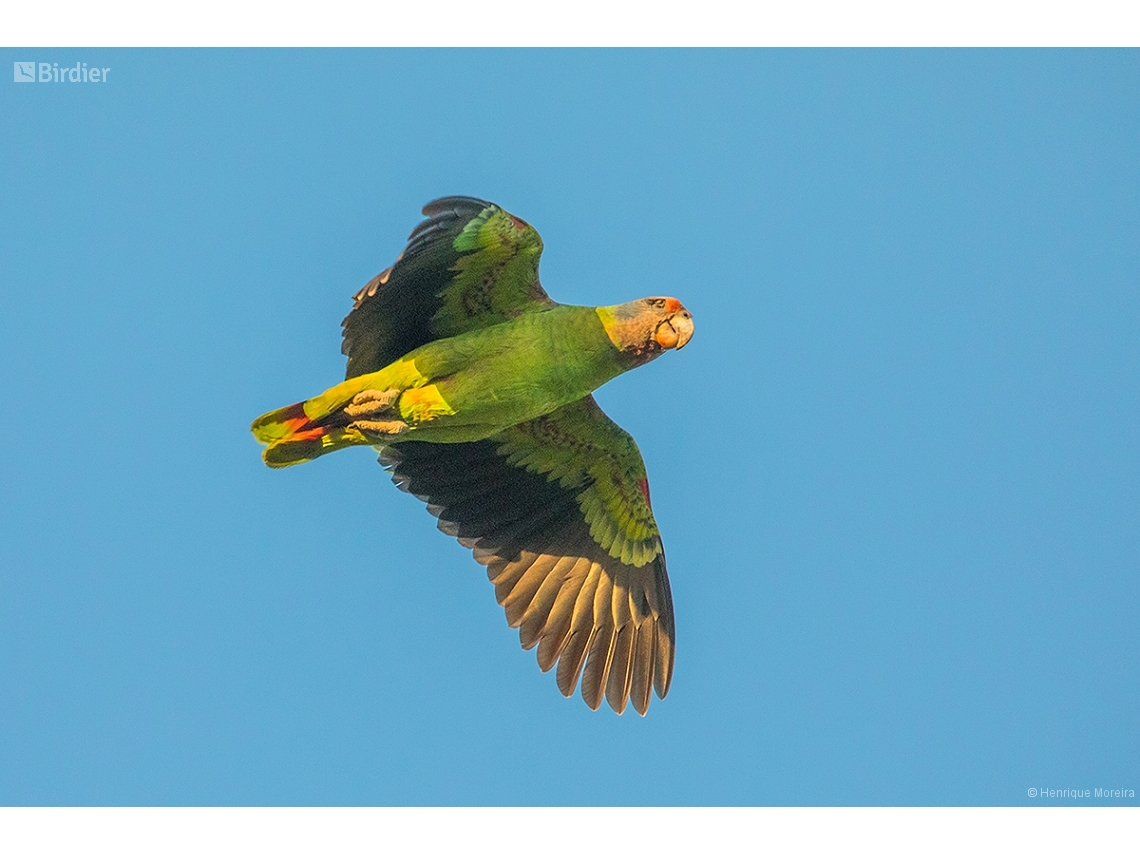 Amazona brasiliensis