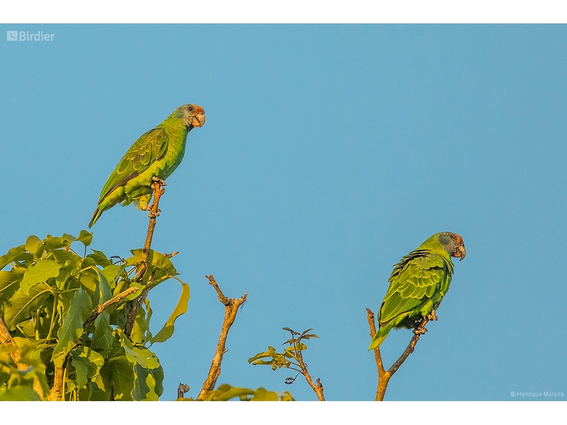 Amazona brasiliensis