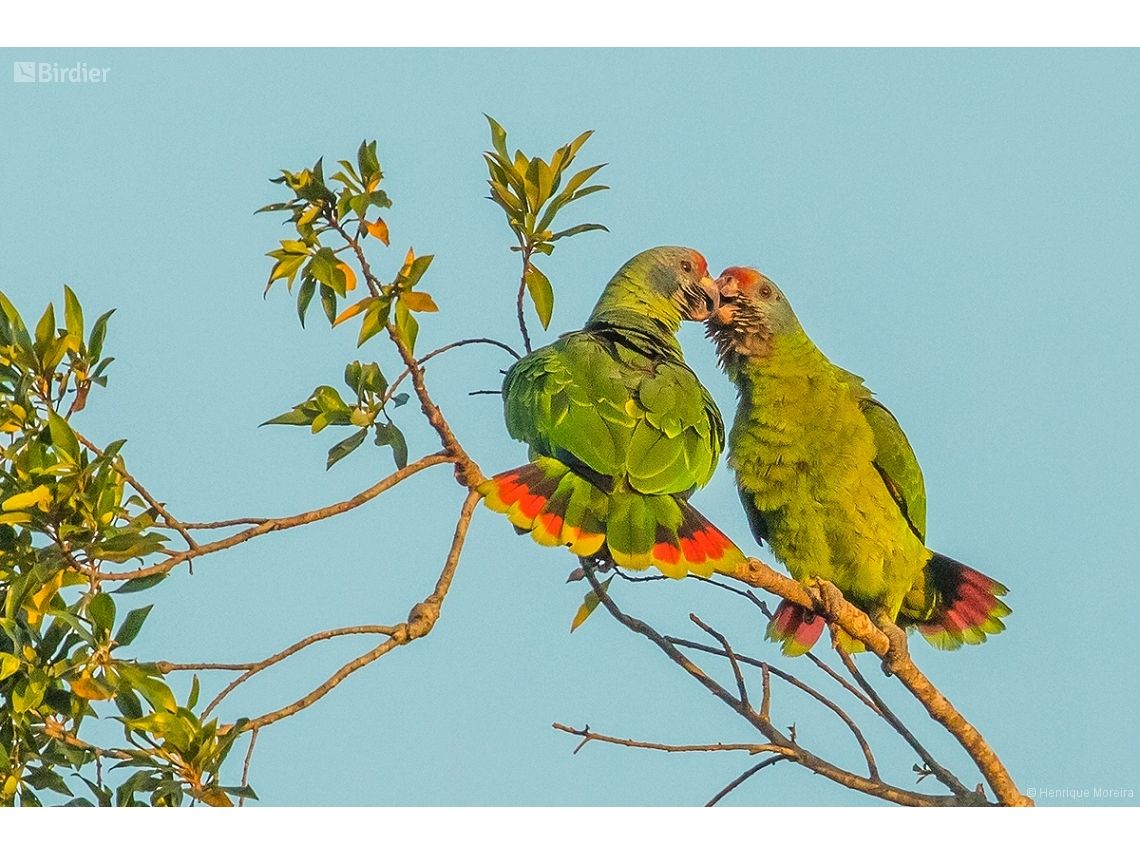 Amazona brasiliensis