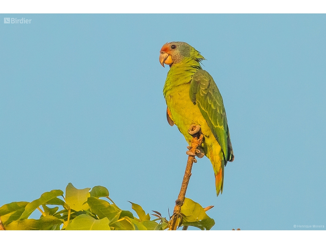 Amazona brasiliensis