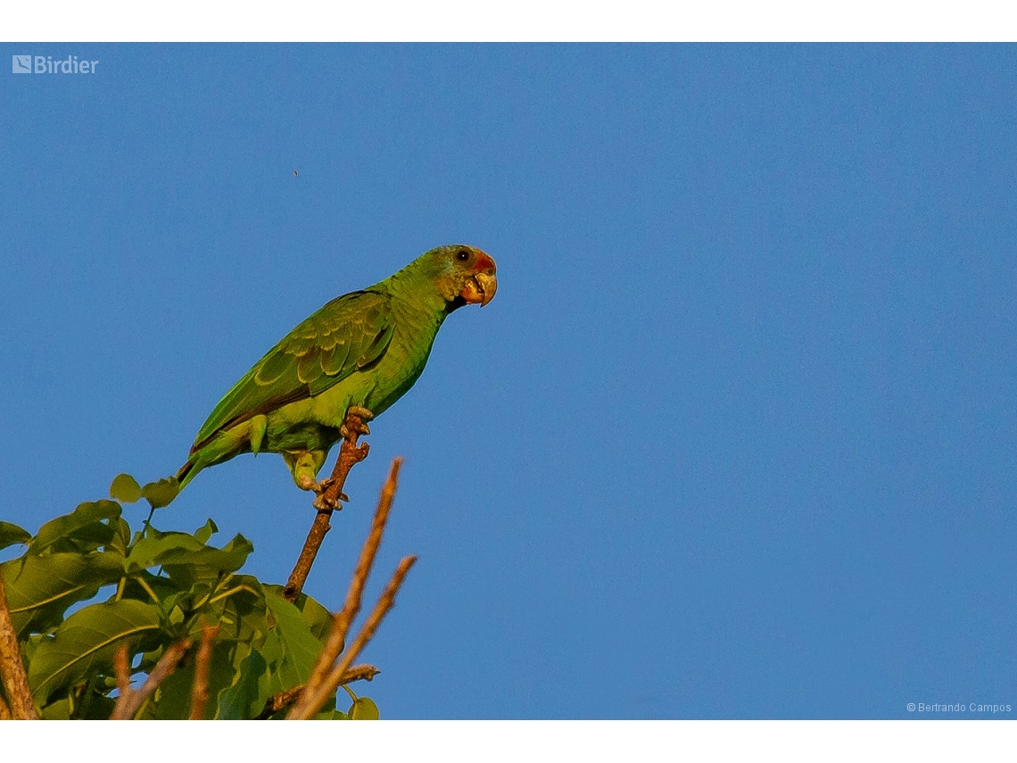 Amazona brasiliensis