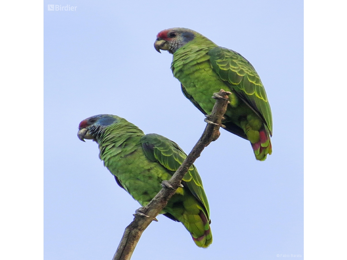 Amazona brasiliensis