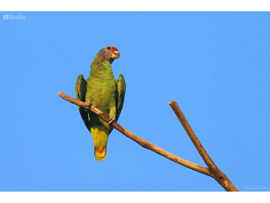 Amazona brasiliensis