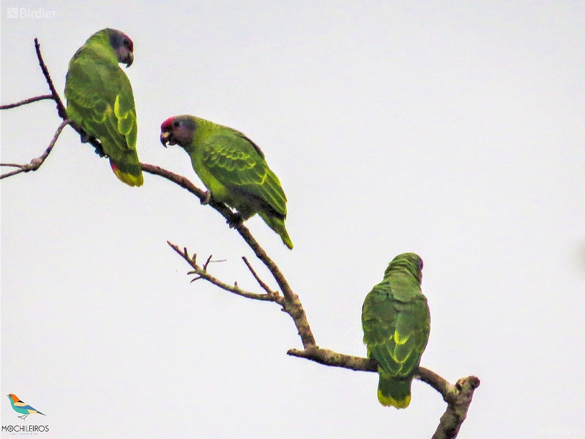 Amazona brasiliensis