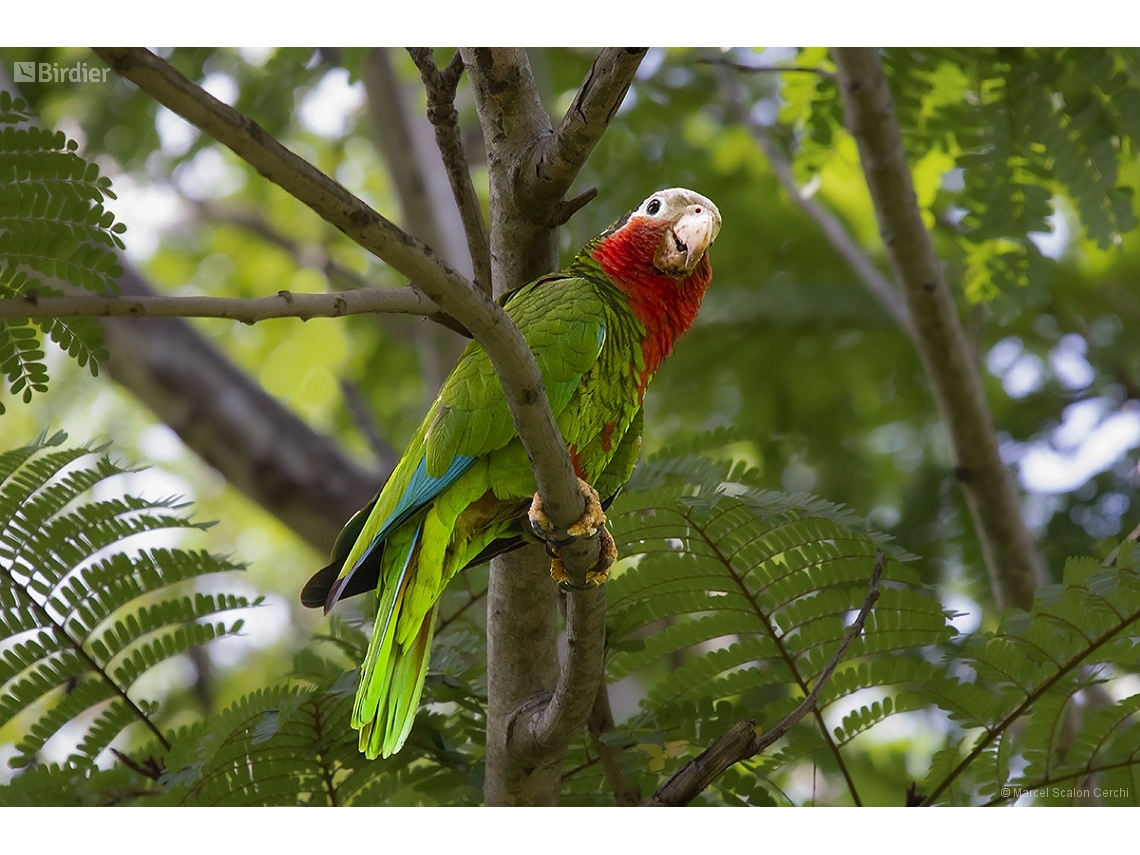 Amazona leucocephala