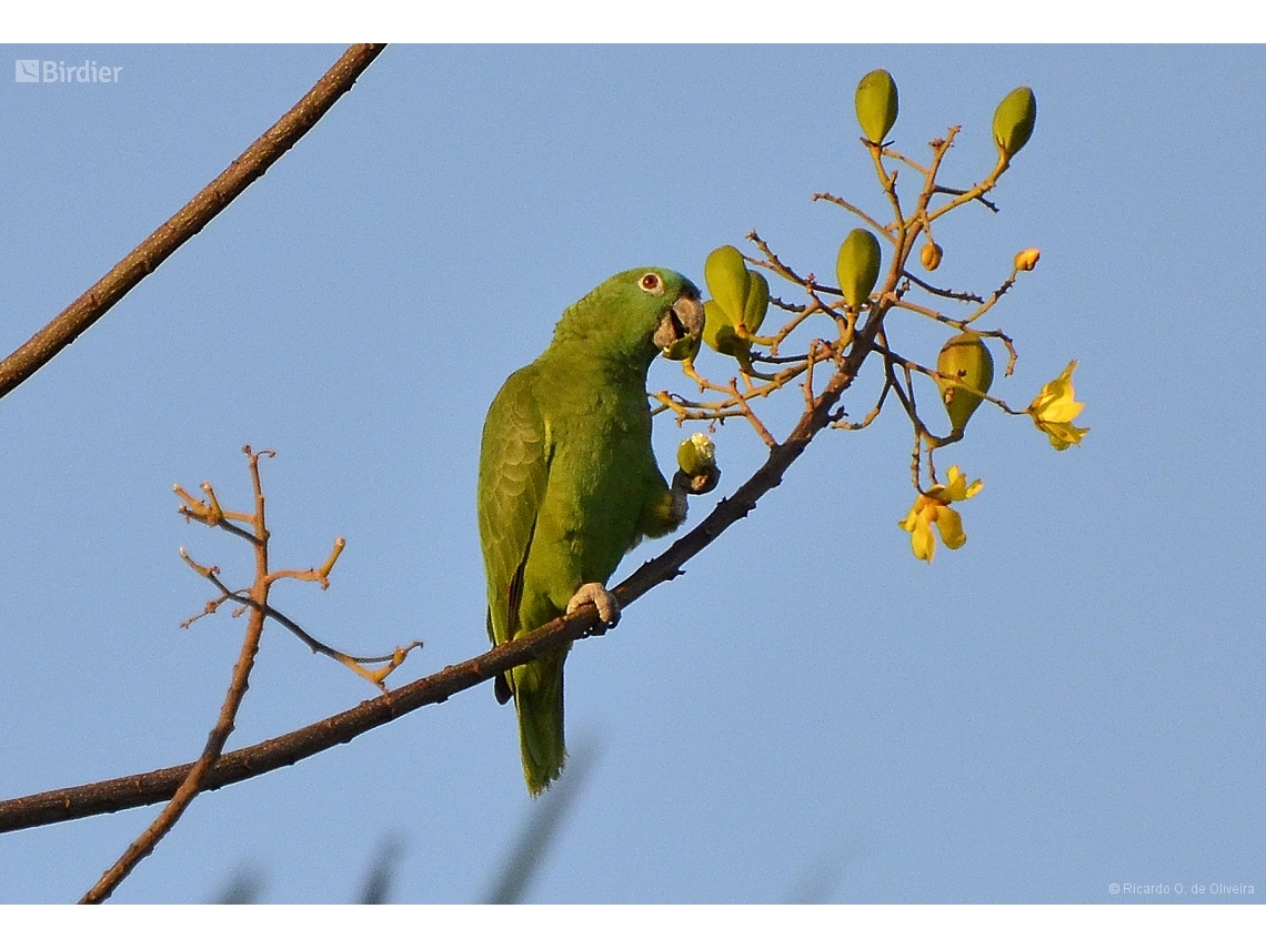 Amazona ochrocephala