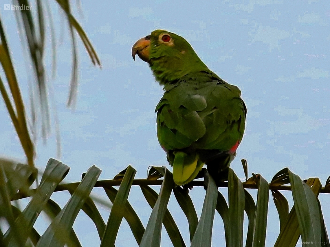 Amazona ochrocephala