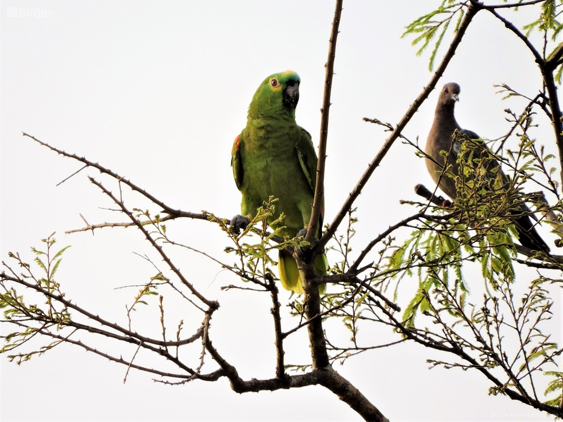 Amazona ochrocephala