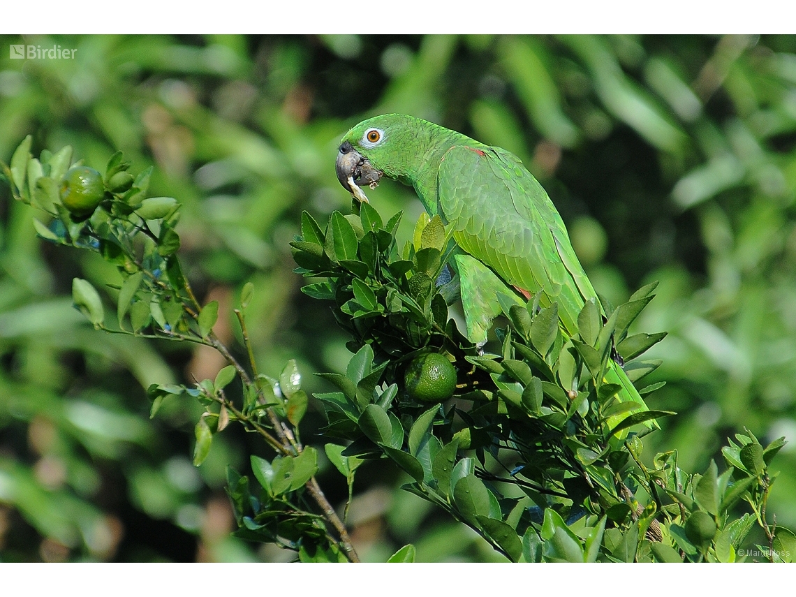 Amazona ochrocephala