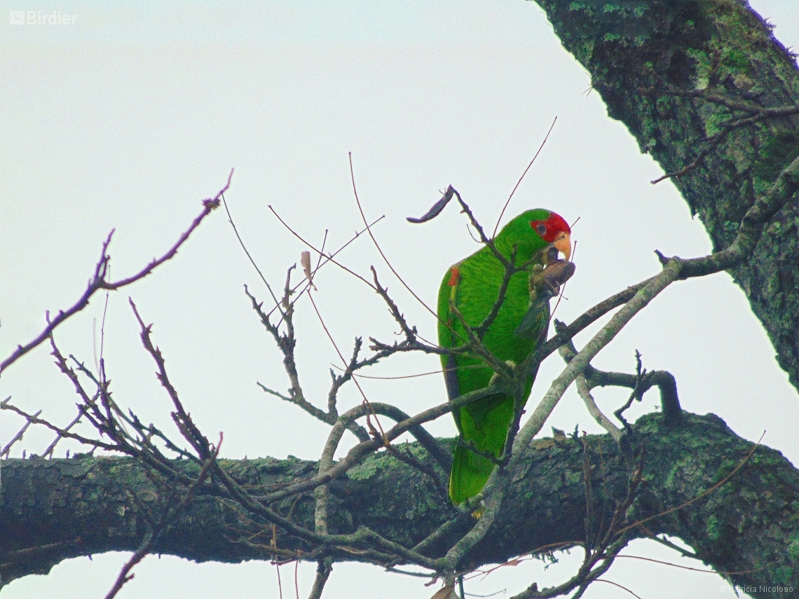 Amazona pretrei