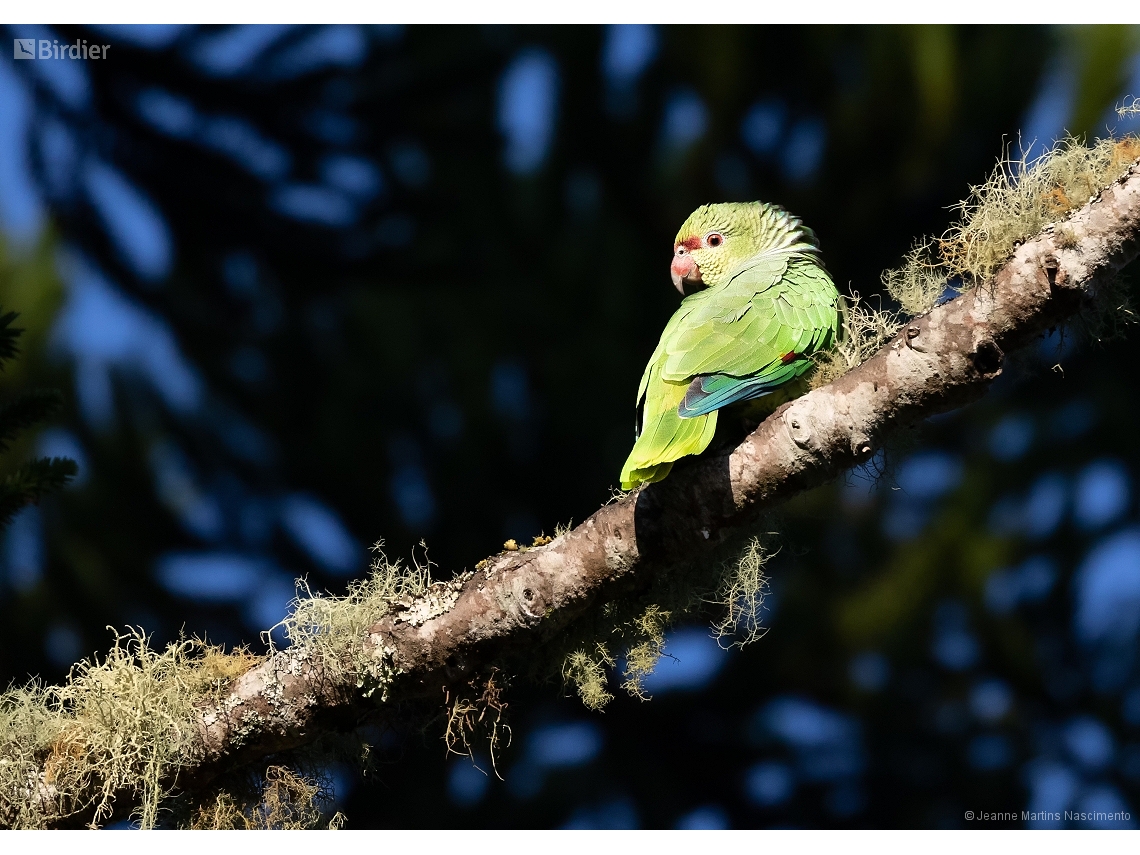 Amazona vinacea