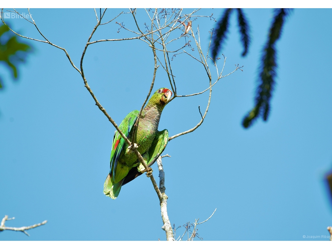 Amazona vinacea