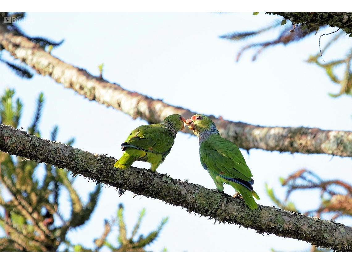 Amazona vinacea