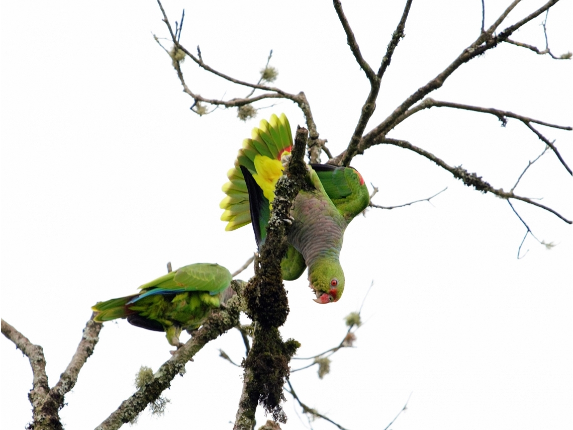 Amazona vinacea