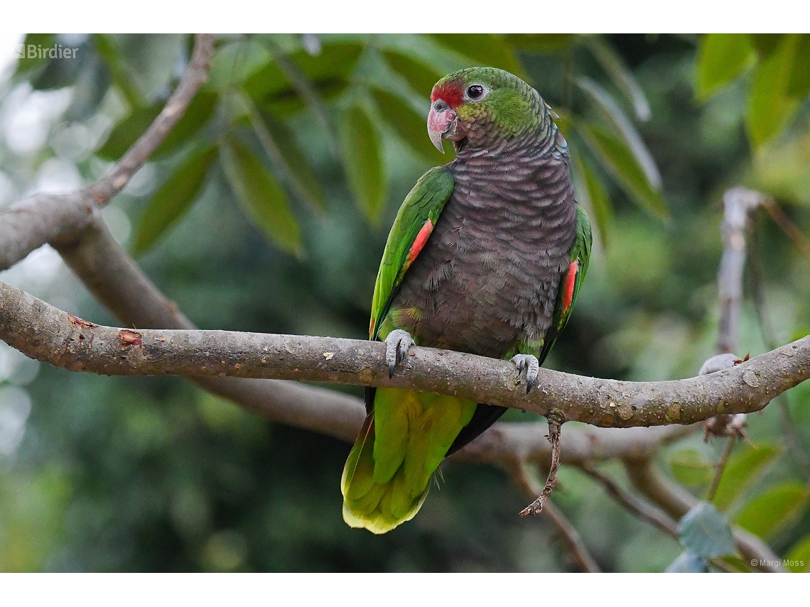 Amazona vinacea