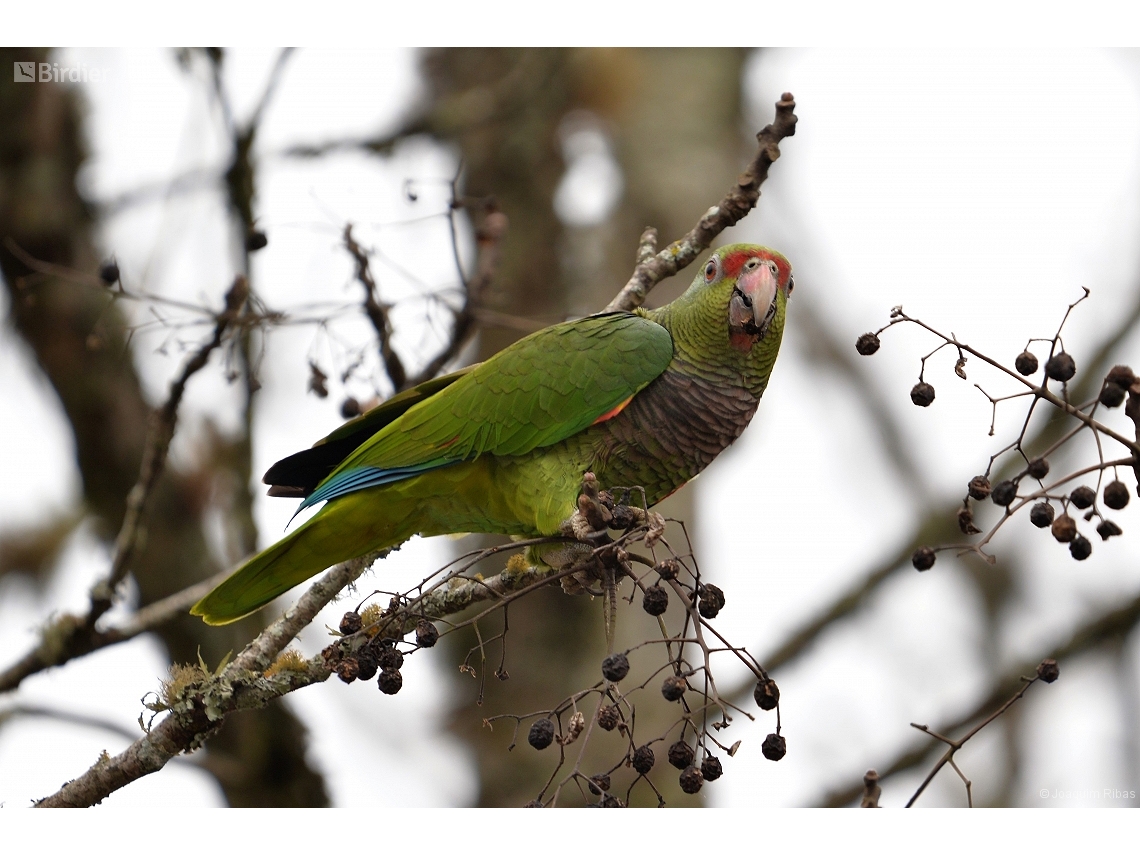 Amazona vinacea