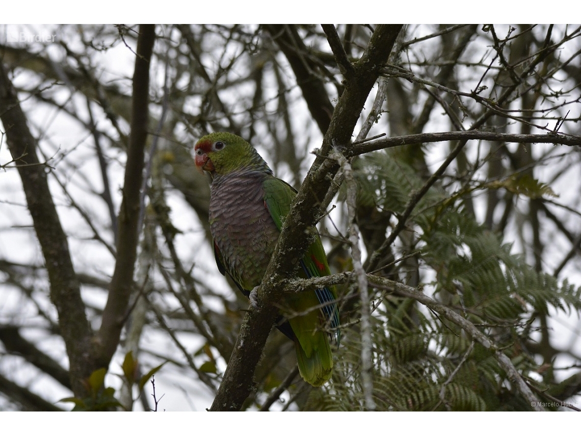 Amazona vinacea