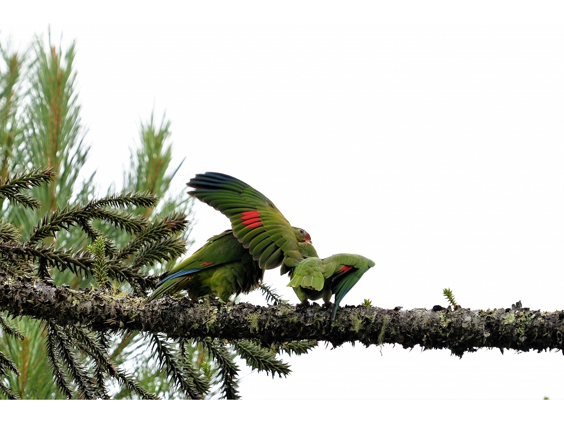 Amazona vinacea