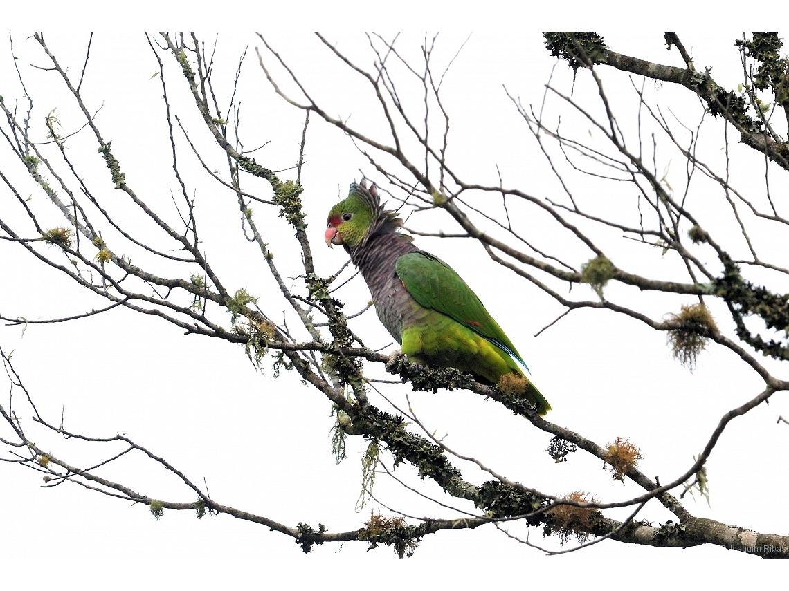 Amazona vinacea