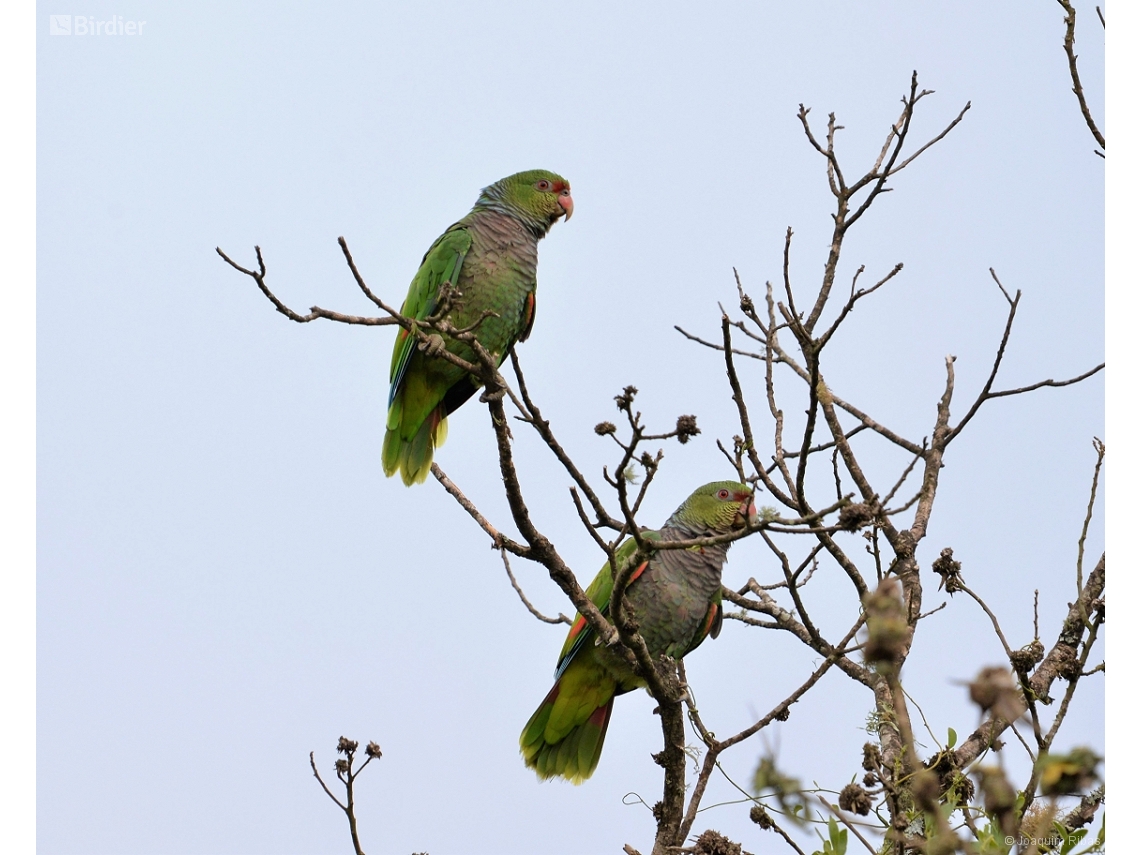 Amazona vinacea