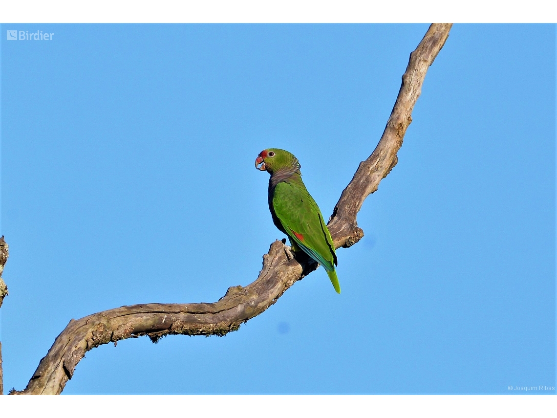 Amazona vinacea