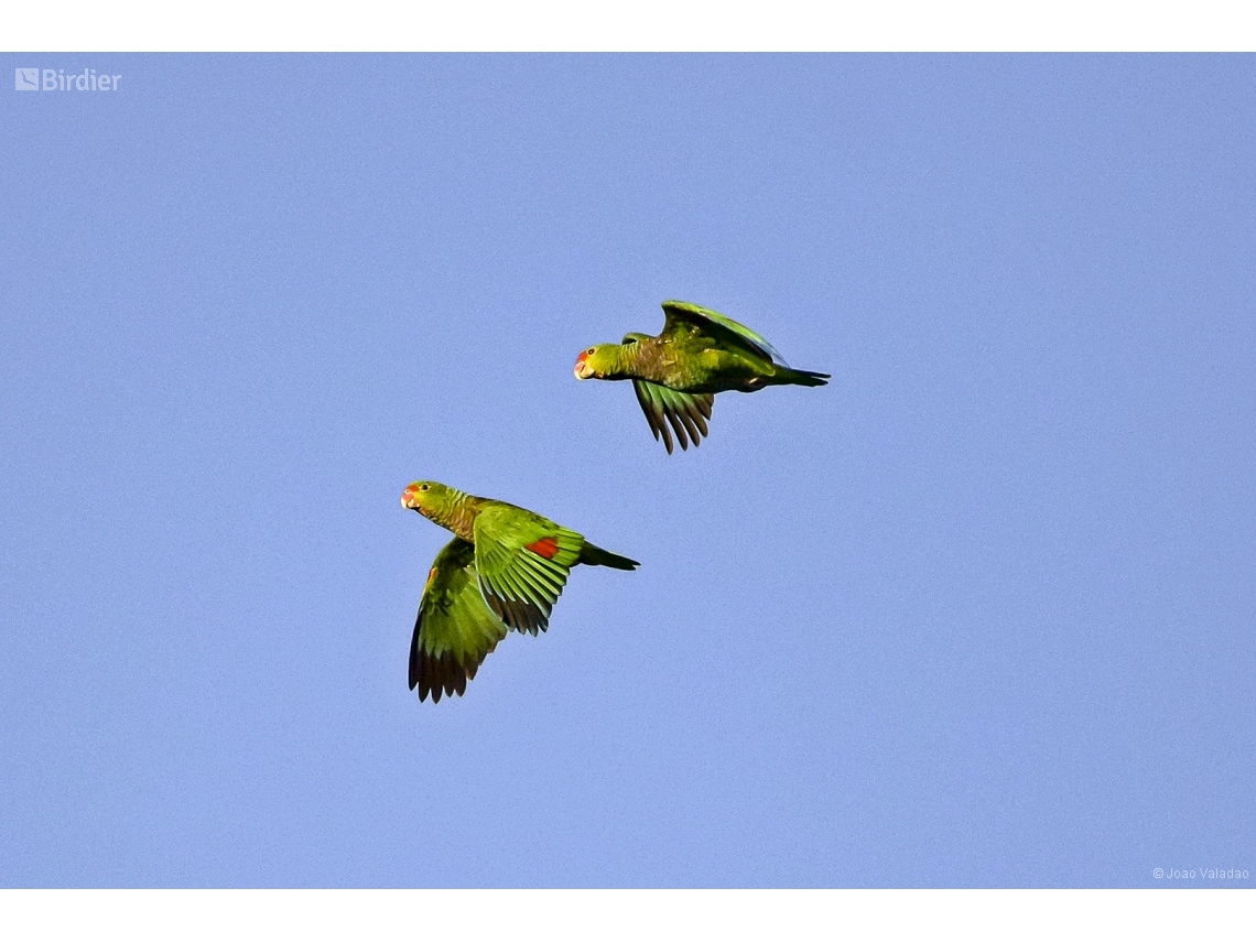 Amazona vinacea