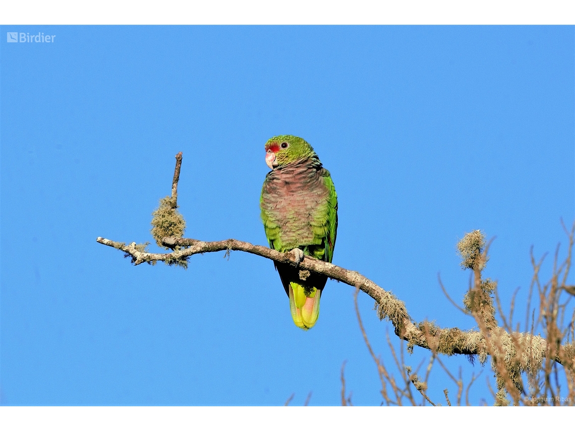 Amazona vinacea