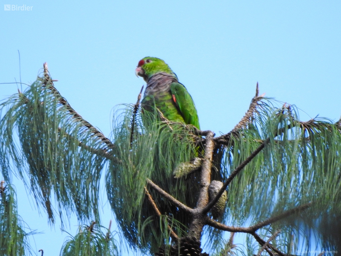 Amazona vinacea