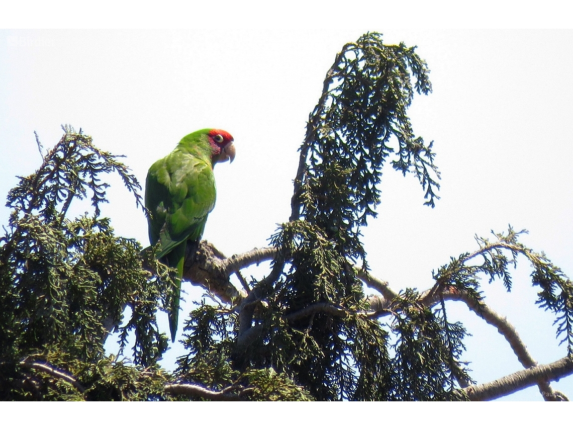 Amazona viridigenalis