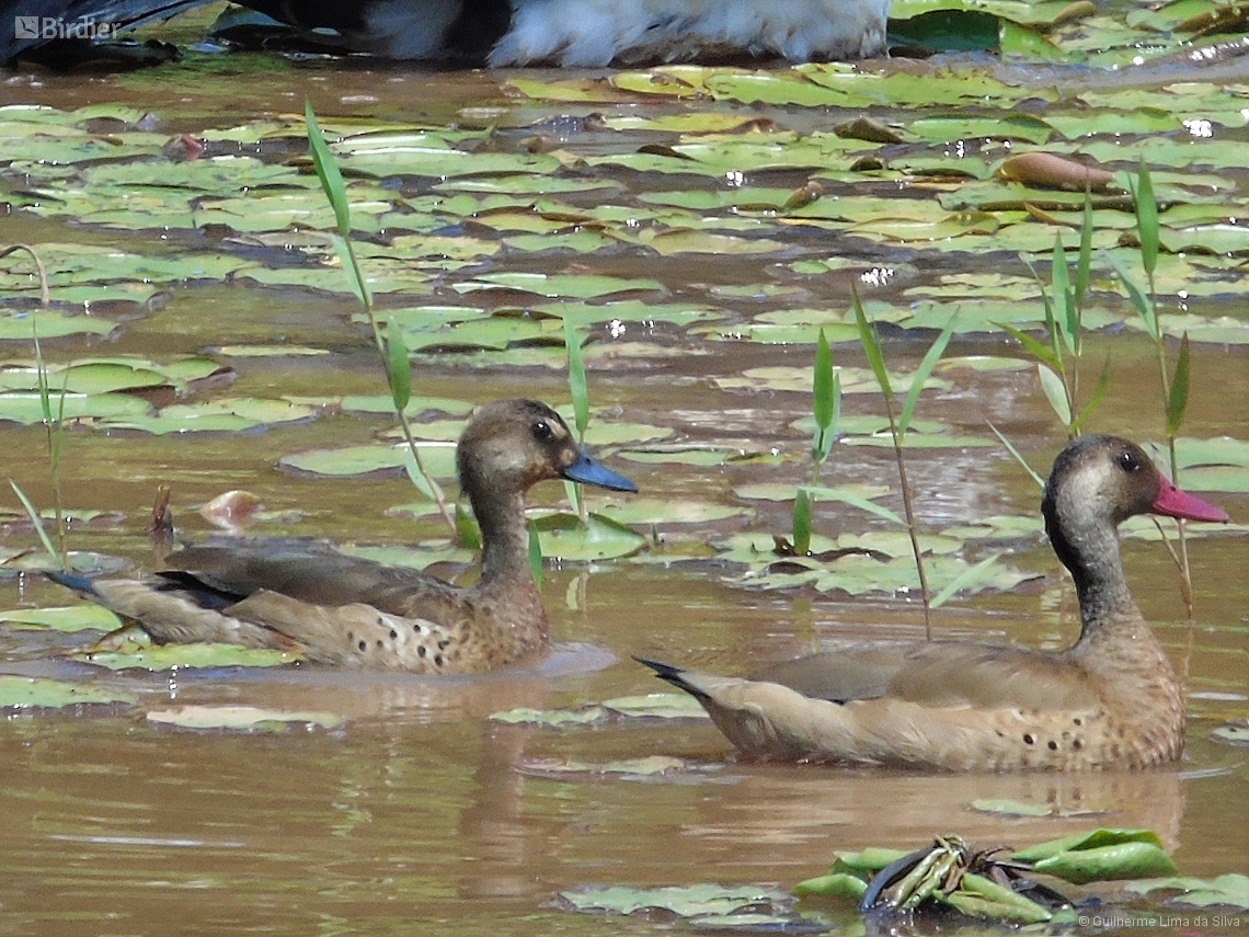 Amazonetta brasiliensis