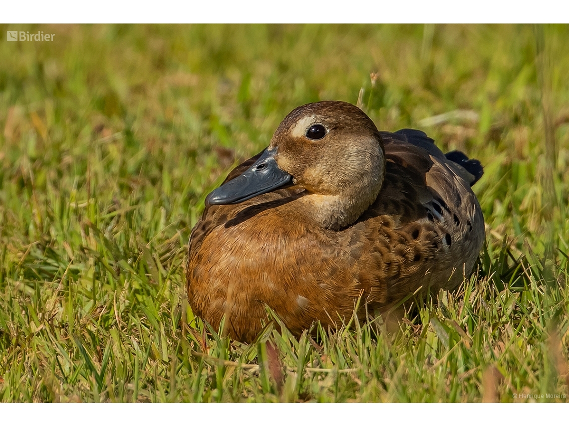 Amazonetta brasiliensis