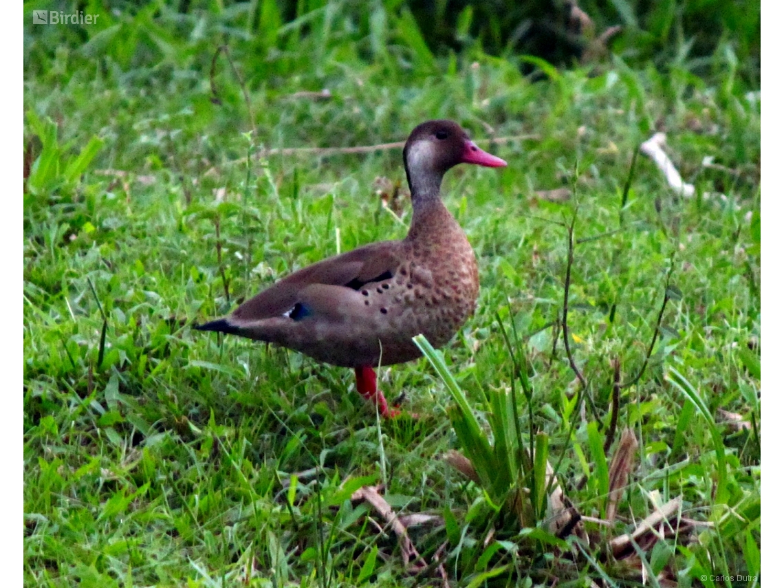 Amazonetta brasiliensis
