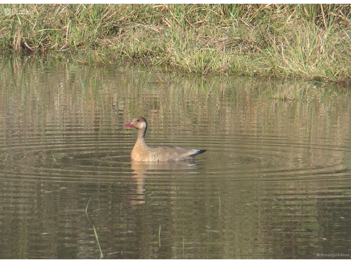 Amazonetta brasiliensis