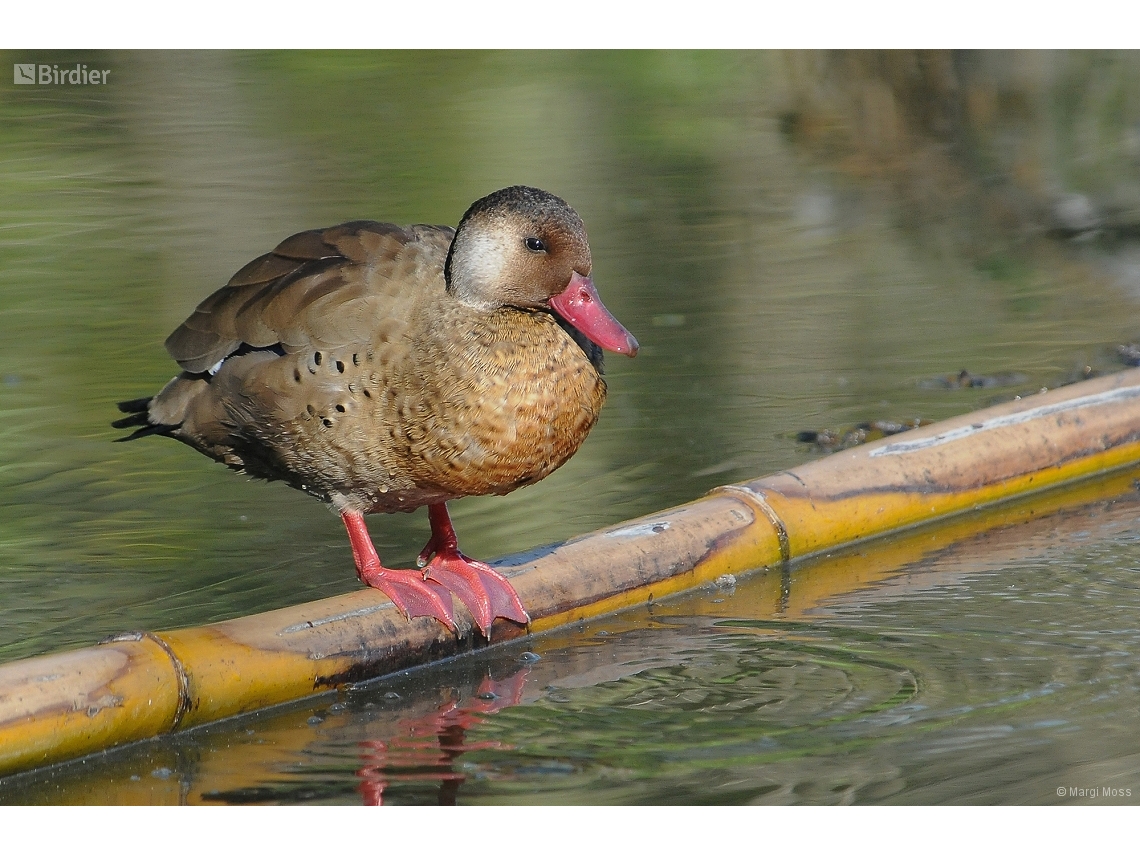 Amazonetta brasiliensis