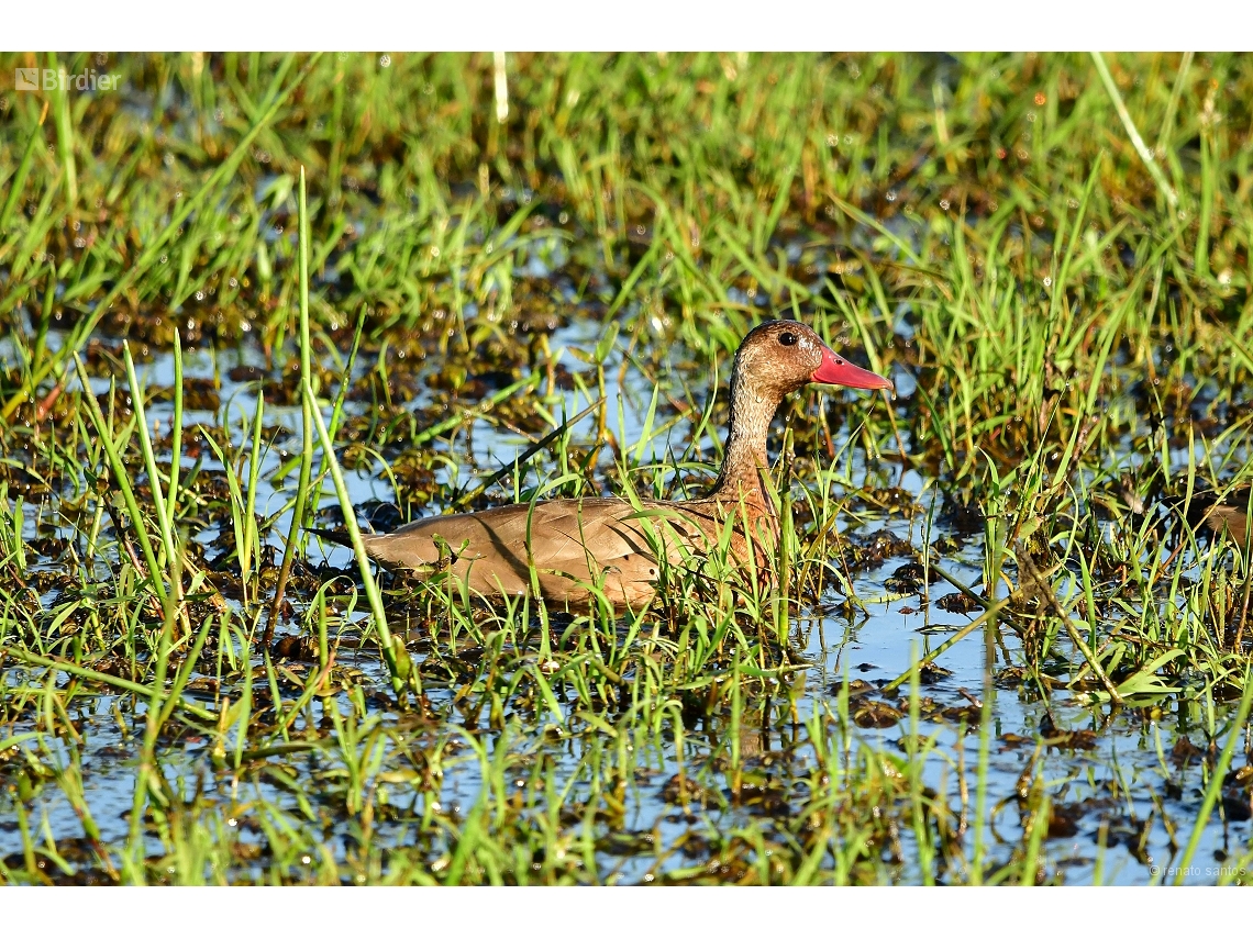 Amazonetta brasiliensis