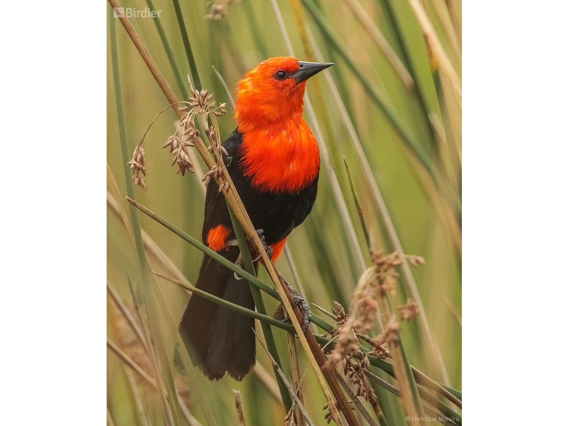 Amblyramphus holosericeus