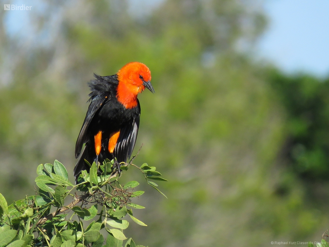 Amblyramphus holosericeus