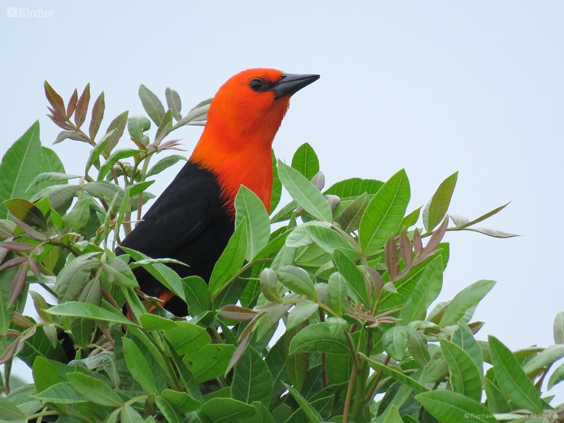 Amblyramphus holosericeus