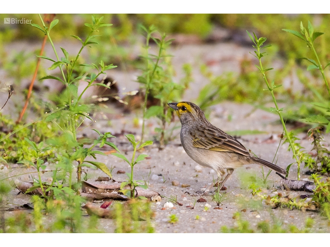 Ammodramus aurifrons