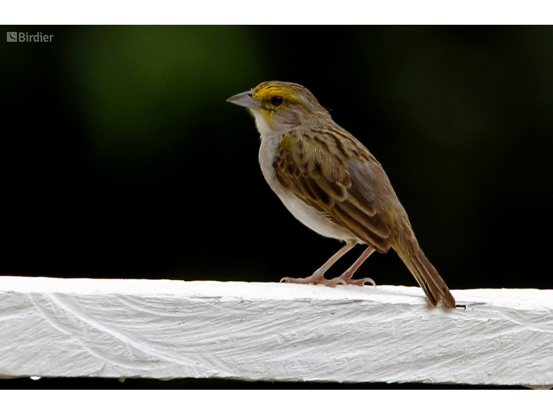 Ammodramus aurifrons