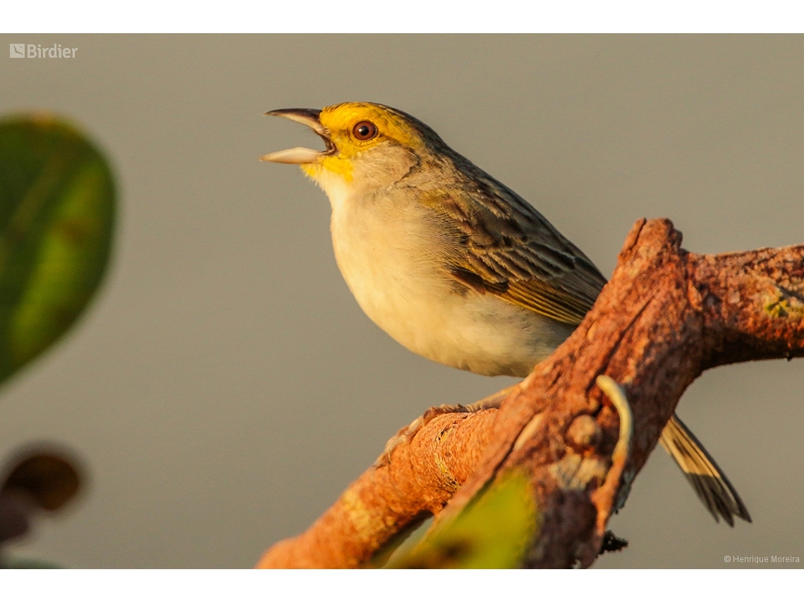 Ammodramus aurifrons