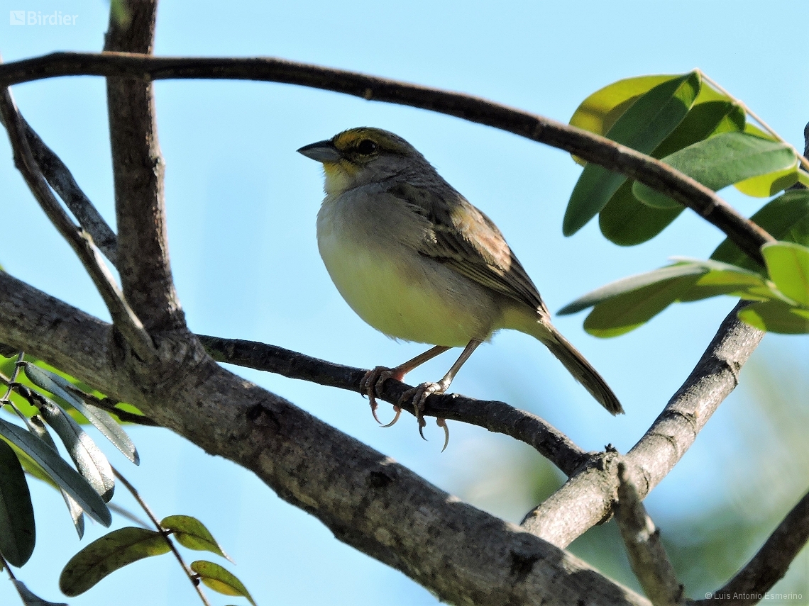 Ammodramus aurifrons