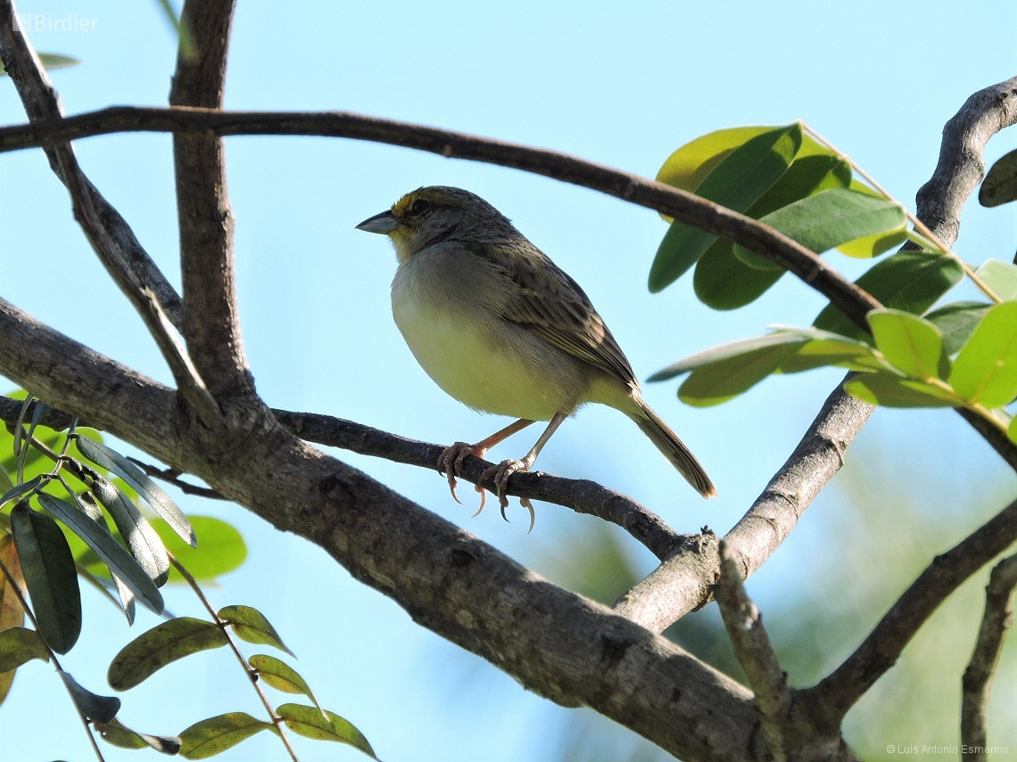 Ammodramus aurifrons