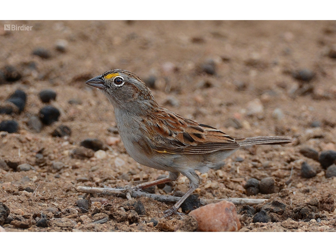 Ammodramus humeralis