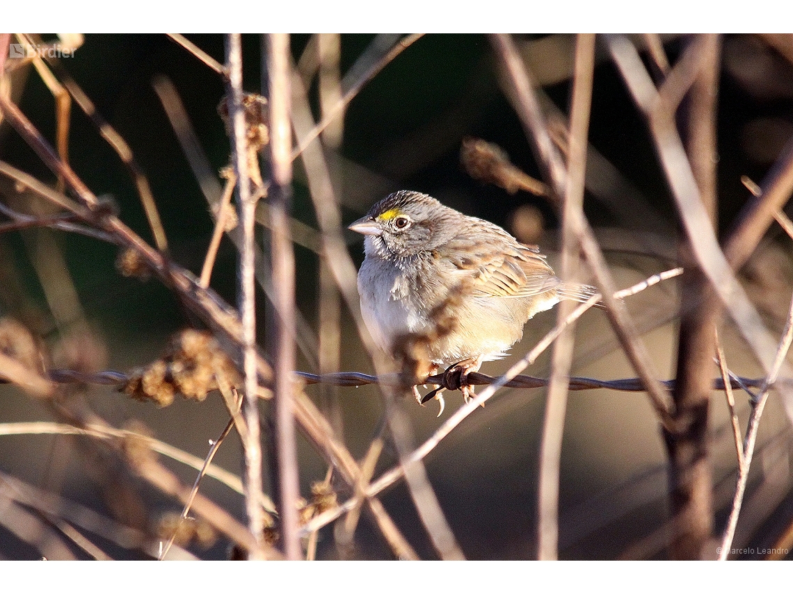 Ammodramus humeralis