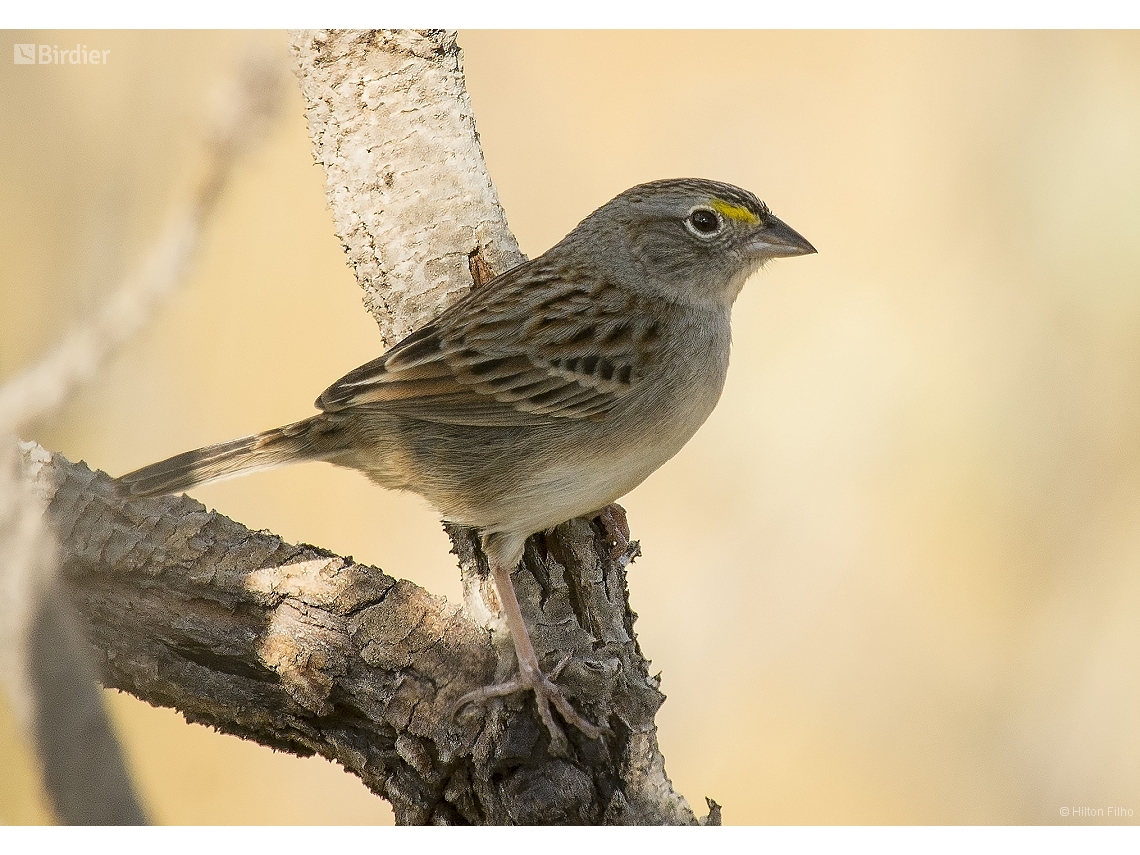 Ammodramus humeralis