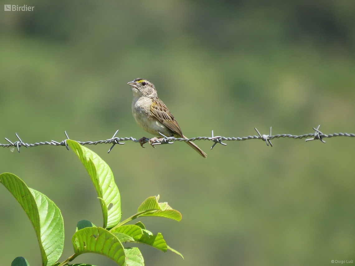 Ammodramus humeralis