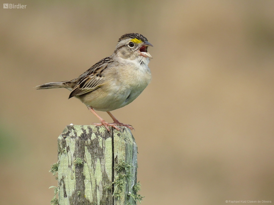 Ammodramus humeralis