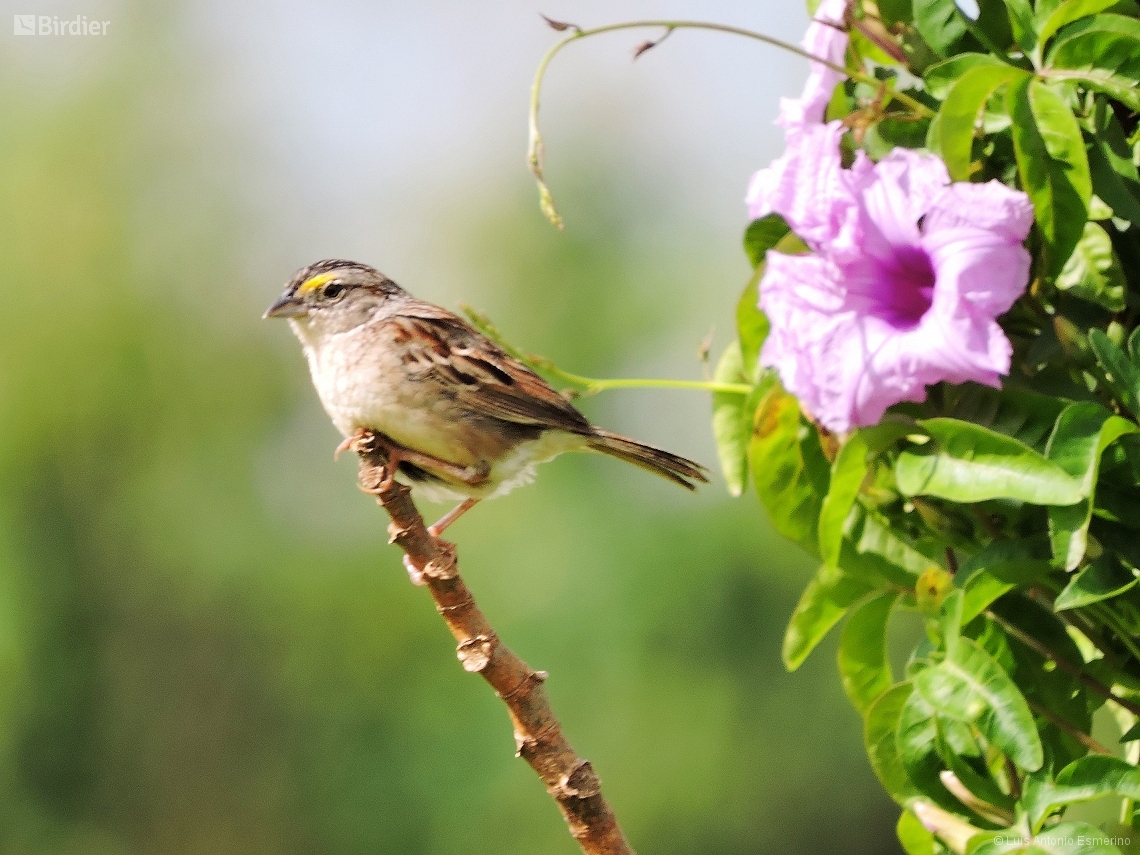 Ammodramus humeralis