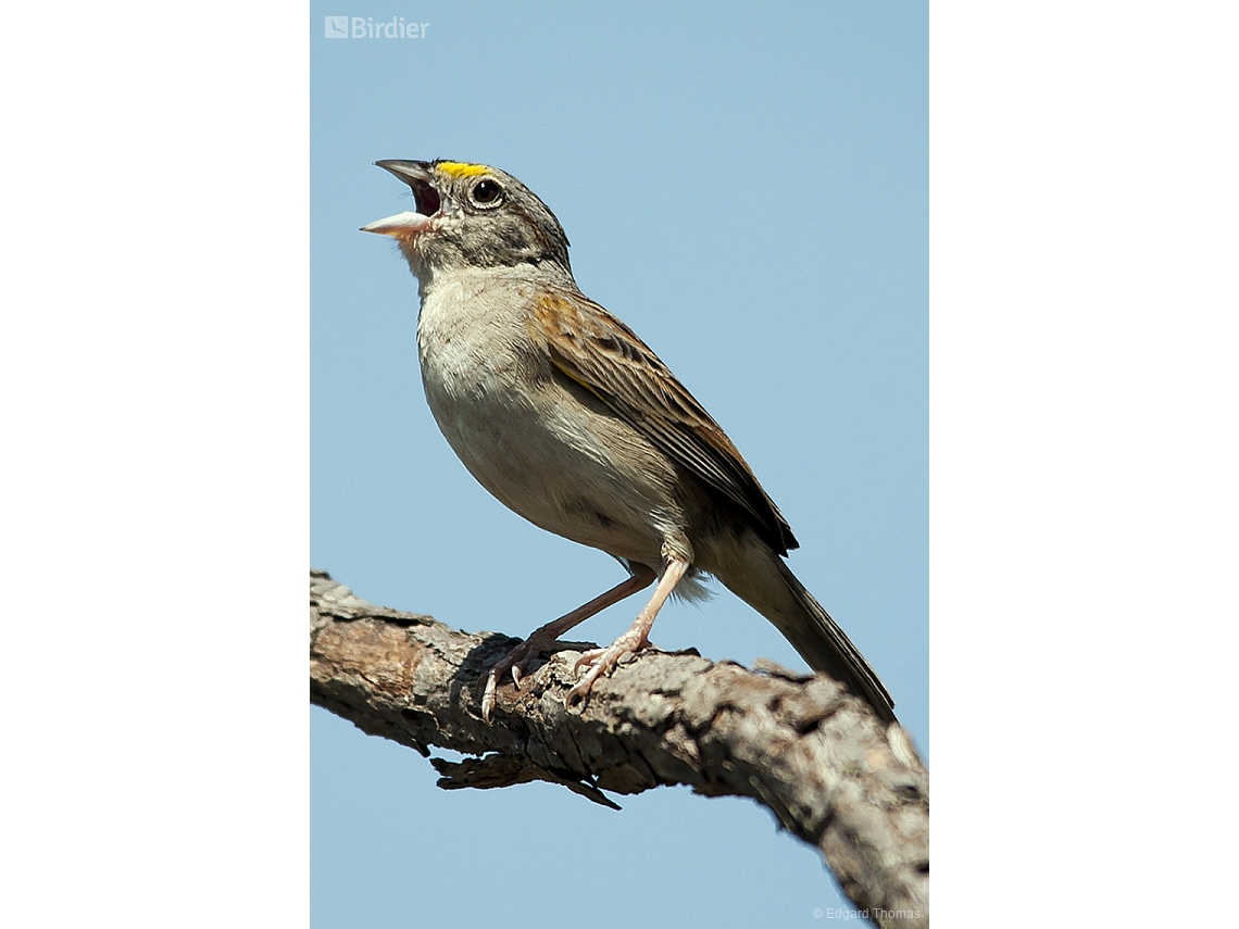 Ammodramus humeralis